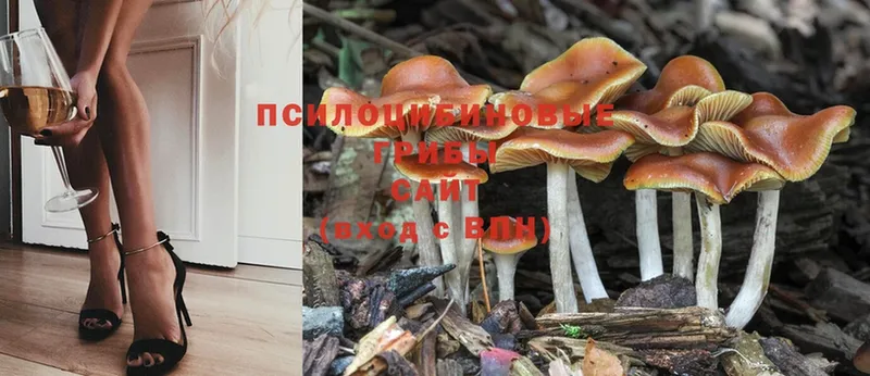 купить наркоту  darknet формула  Псилоцибиновые грибы Psilocybine cubensis  Неман  omg как войти 